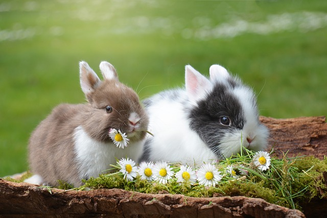 S láskou vybíraný pelíšek pro králíka
